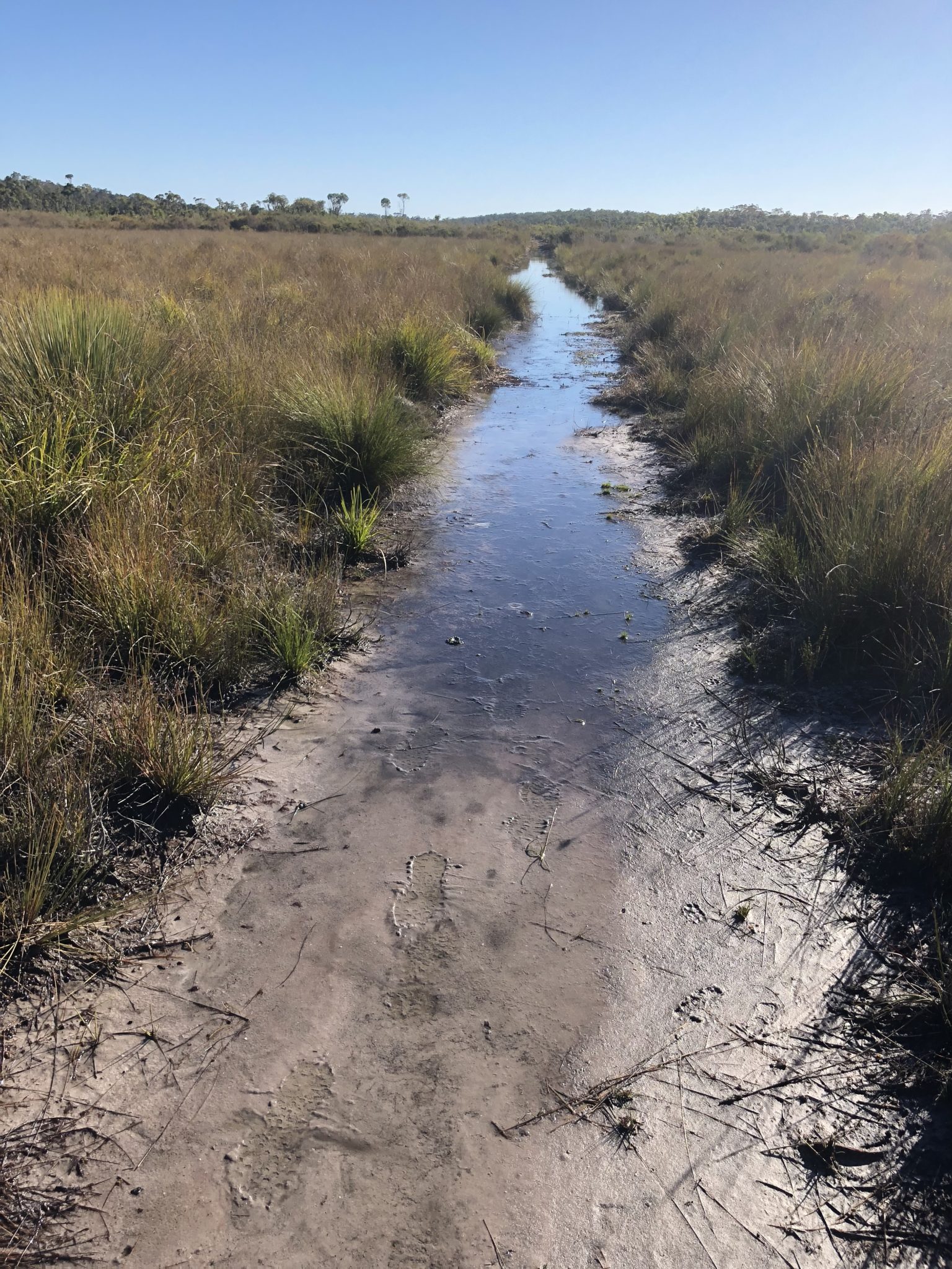 A little puddle the Pingerup Plains