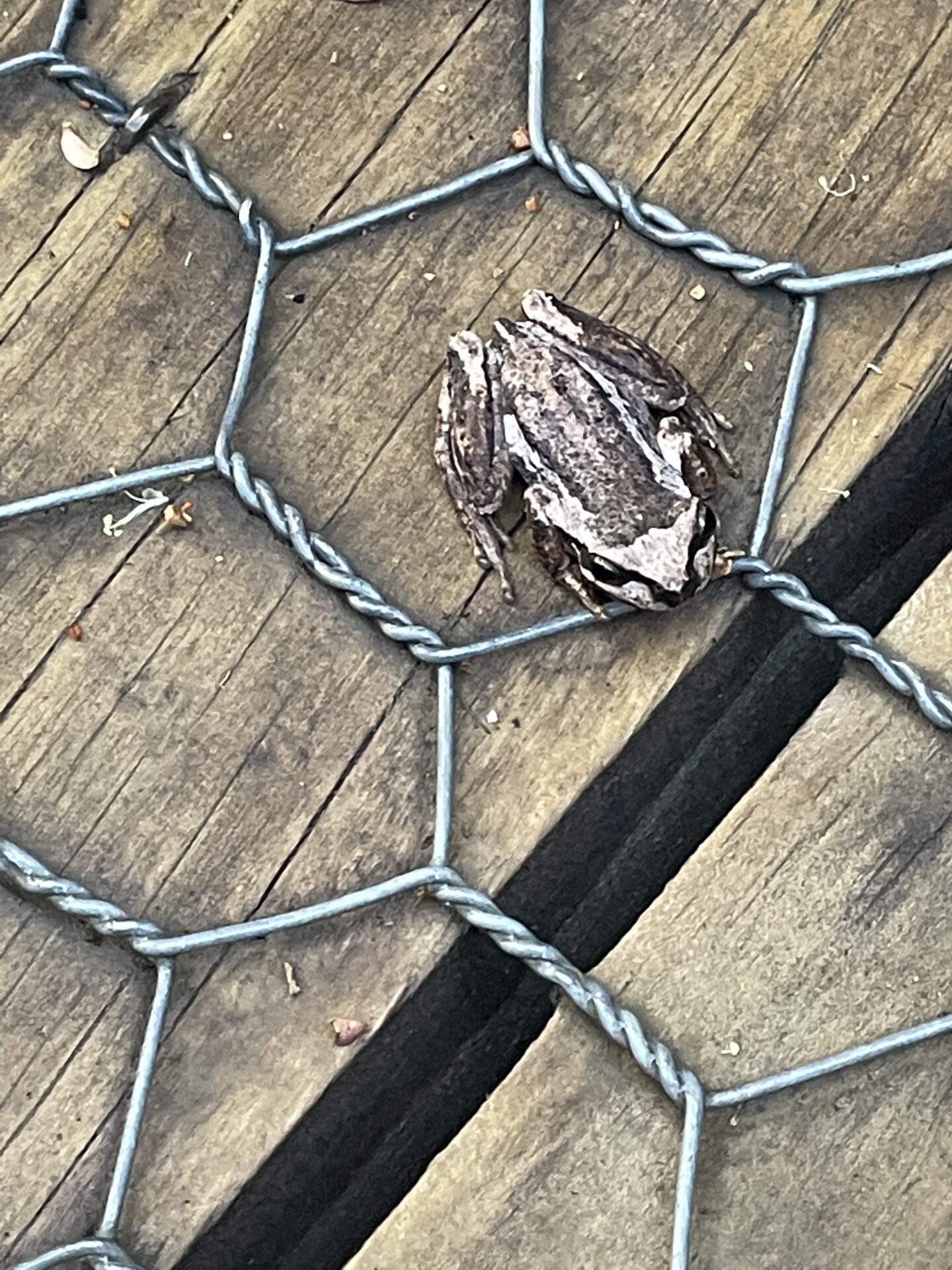 Frog on the boardwalk